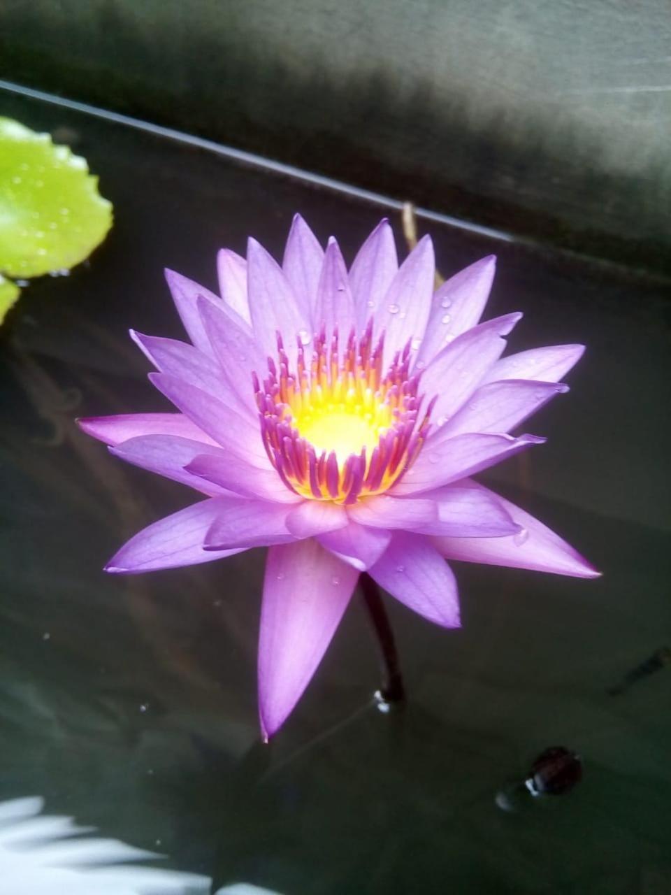 Isiwara Paura Bugged Apartment Sigiriya Esterno foto